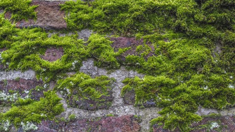 Moos wächst auf einer alten Backsteinwand