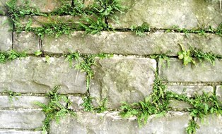 Foto einer Trockensteinmauer mit Farn darin wachsend