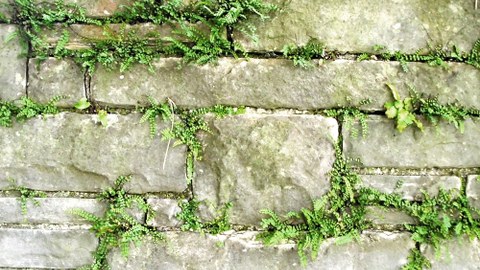Foto einer Trockensteinmauer mit Farn darin wachsend
