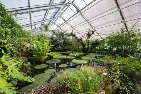 The picture is showing a big greenhouse in the botanical garden with a lake in the centre. There are sea roses and other plants on the water surface.