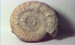 Ammonit 2