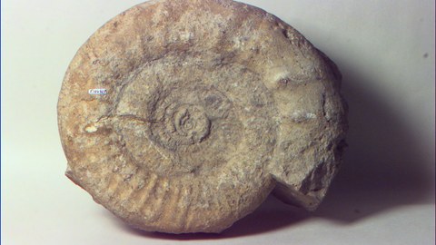 Ammonit 2
