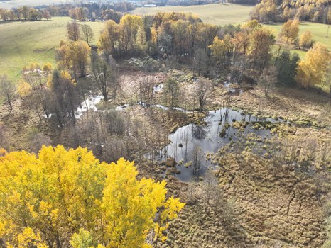 Ansicht eines Biber-Feuchtgebiets aus der Vogelperspektive