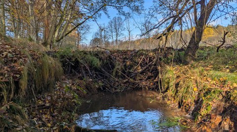 Ansicht eines Biberdamms von unterstrom 