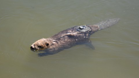 Schwimmender Biber mit Tracking-Sensor auf seinem Rücken