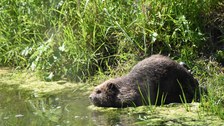 A beaver equipped with a tracking sensor dives back into the water