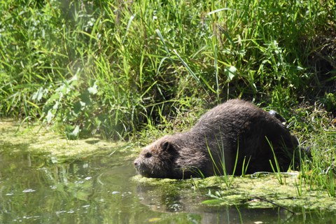 A beaver equipped with a tracking sensor dives back into the water