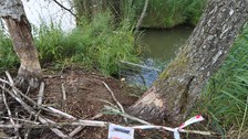 Installed beaver trap on the riverbank