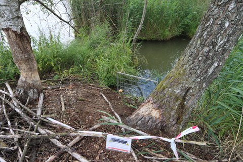 Installed beaver trap on the riverbank