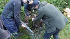A beaver was caught