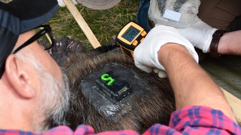 Vorbereitung zur Wildtierbeobachtung - Ein Biber erhält ein Tracking-Gerät