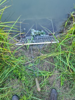 Biberfalle im Wasser