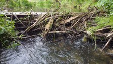 Biberdamm in der Sebnitz