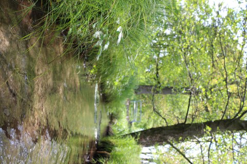 Ansicht des Fuchsbaches (auf tschechisch: Liščí potok) im Schluckenauer Zipfel 