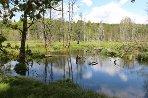 Biberteich am Fuchsbach (auf tschechisch: Liščí potok)