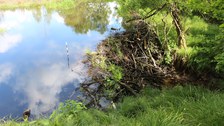 Biberdamm mit angestautem Biberteich im Wald