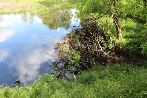 Biberdamm mit angestautem Biberteich im Wald