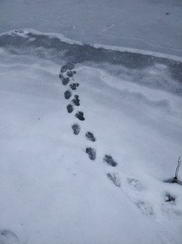 Biberspuren im Schnee