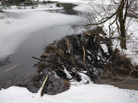 gekrümmter Biberdamm