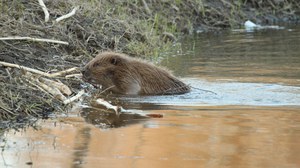Biber nagt frische Äste ab