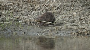 Biber sammelt Material für seinen Damm