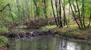 Biberdamm mit Gewässer im Wald