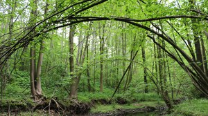 Mortelbach oberhalb Waldheim im Waldgebiet