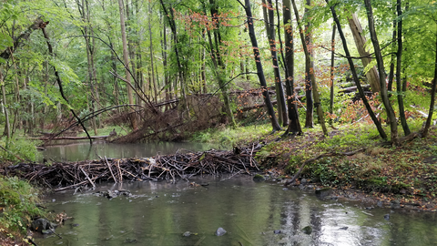Biberdamm mit Gewässer im Wald
