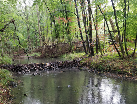 Biberdamm mit Gewässer im Wald