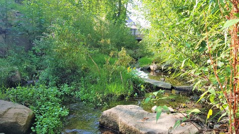 Gewundener Bachlauf mit viel Ufervegetation bei sonnigem Wetter