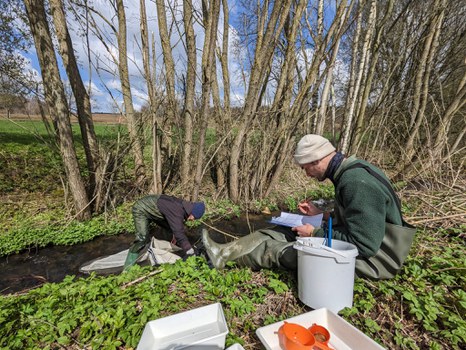 Makrozoobenthos-Probenahme am Wiesengrundbach in Colmnitz bei Klingenberg bei sonnigem Wetter