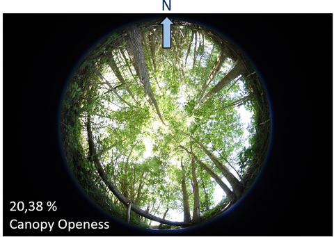Hemisphärisches Foto am Wiesengrundbach mit gewässerbegleitendem Agroforstsystem zur Verschattungsmessung