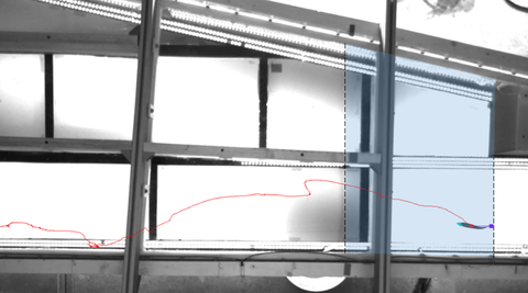 Top view of the model channel in the observation area (marked in blue), a positively rheotactically oriented fish is located just before the bypass entrance simulated by the built-in component and appears as a dark silhouette against a light background, t