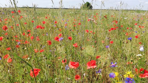 Landschaft