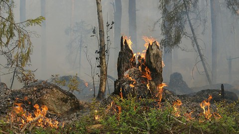 Brennender Baumstumpf im Wald