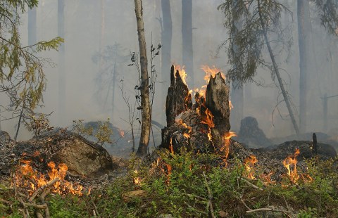 Brennender Baumstumpf im Wald