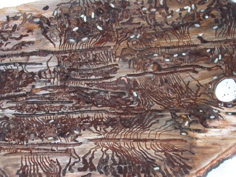 Brutbild vom Großen achtzähnigen Fichtenborkenkäfer