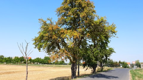 Baum mit brauner Baumkrone