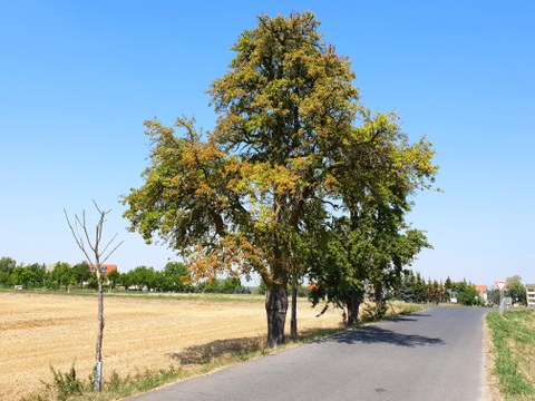 Baum mit brauner Baumkrone