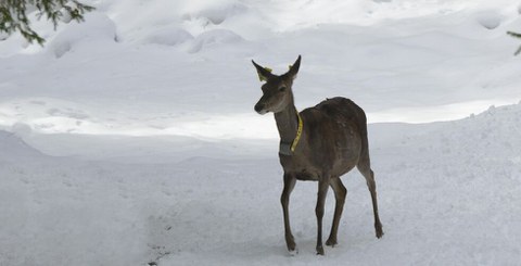 REDEMA Projekt Rotwild mit Telemetriehalsband