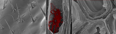 ESEM Bilder, Flügel einer Biene, Pilzhyphe in einem Pappelgefäß, Zellwandaufbau Fichte