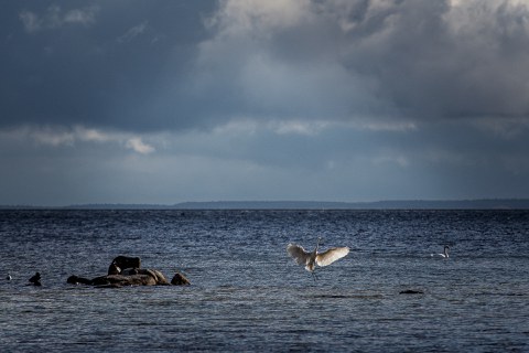 Reiher Insel Vilm 2024