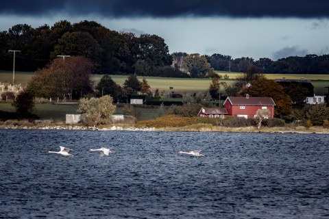 Schwäne Insel Vilm 2024 