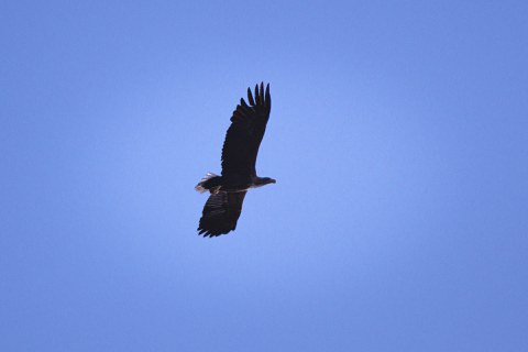 Seeadler Insel Vilm 2024