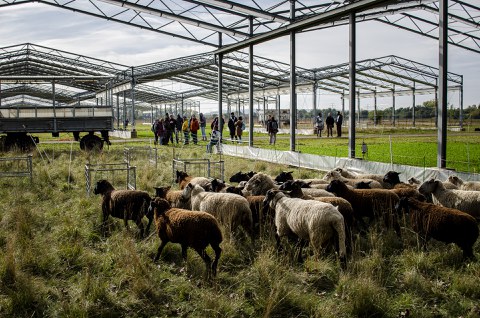 UFZ Global Change Experimental Facility
