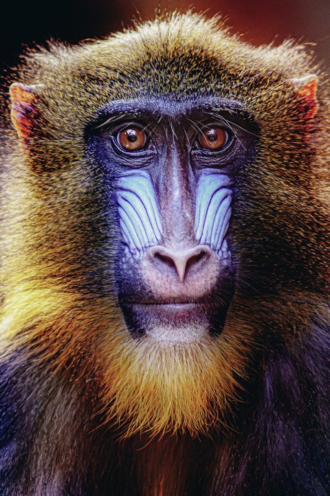 An Ape Zoo Dresden 2024