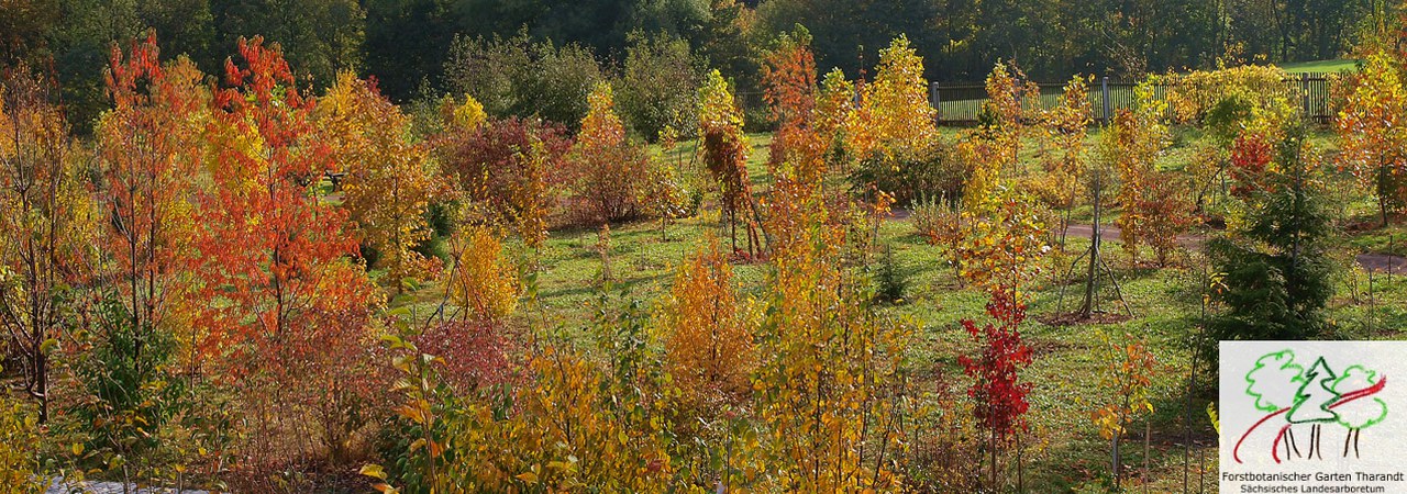 Startseite Forstbotanischer Garten Tharandt — Forstbotanischer Garten