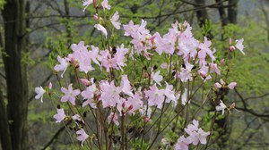 Rhododendron