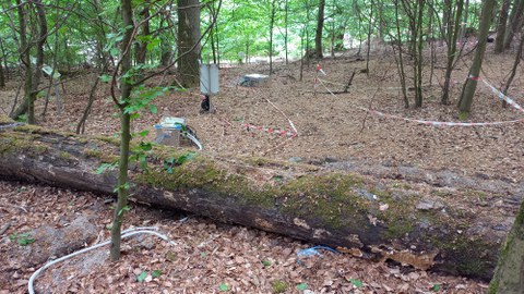 Dübener Heide