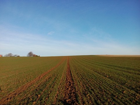 Feld, Landwirtschaft